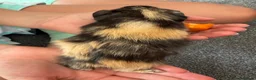 Guinea Pig rodents for sale: Guinea Pig babies  - Advert 7