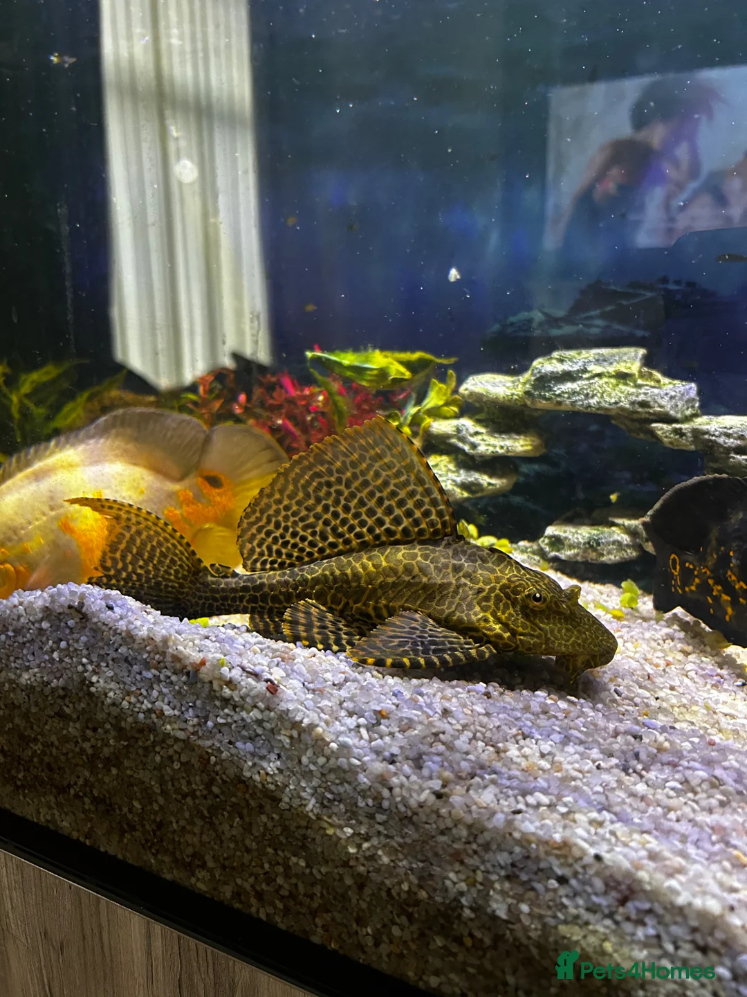 Cichlids fish for sale: Tropical fish for sale  - Advert 1