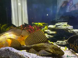 Cichlids fish for sale: Tropical fish for sale - Advert 2