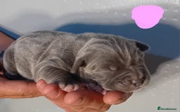 Mixed Breed dogs for sale: Taylors Minidane (Bulldane) Pups Available  - Image 20