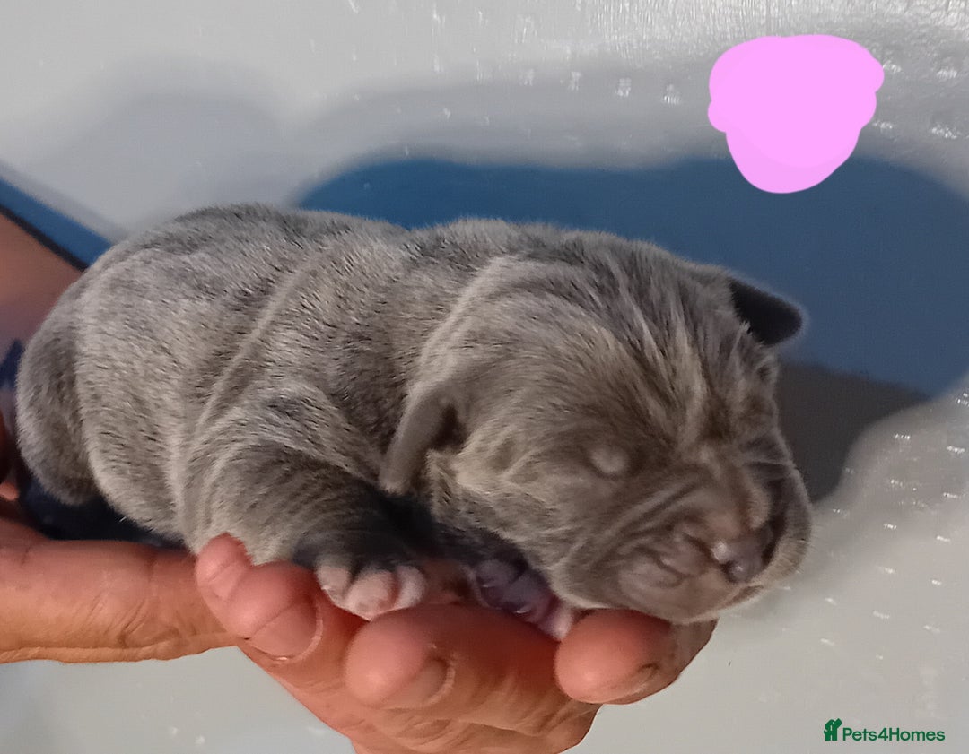 Mixed Breed dogs for sale: Taylors Minidane (Bulldane) Pups Available  - Image 20