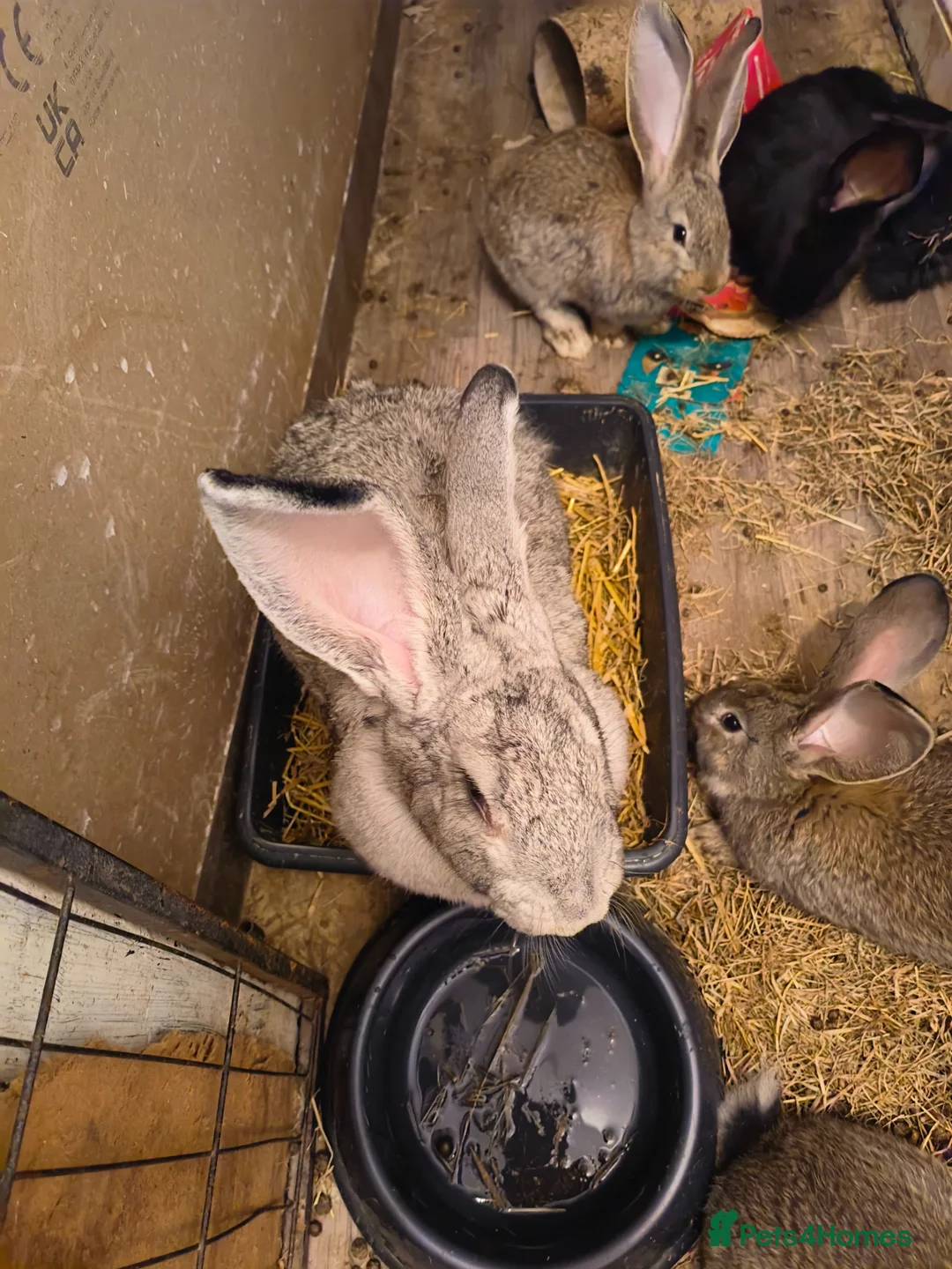 Flemish rabbits for sale: Pure Flemish  - Advert 1