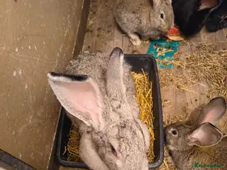 Flemish rabbits Pure Flemish - Advert 20