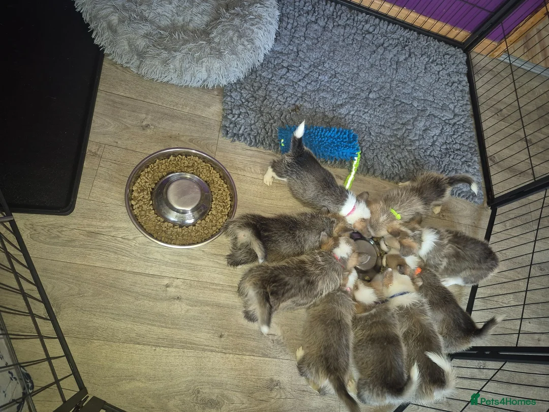 Welsh Corgi Pembroke dogs for sale: Pembrokeshire welsh corgi puppues in Lisburn - Advert 2