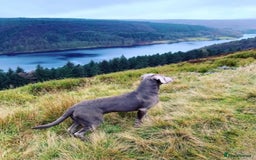 Goldador dogs for sale: Goldador Black & Golden Pups - Pets / Therapy - Image 21