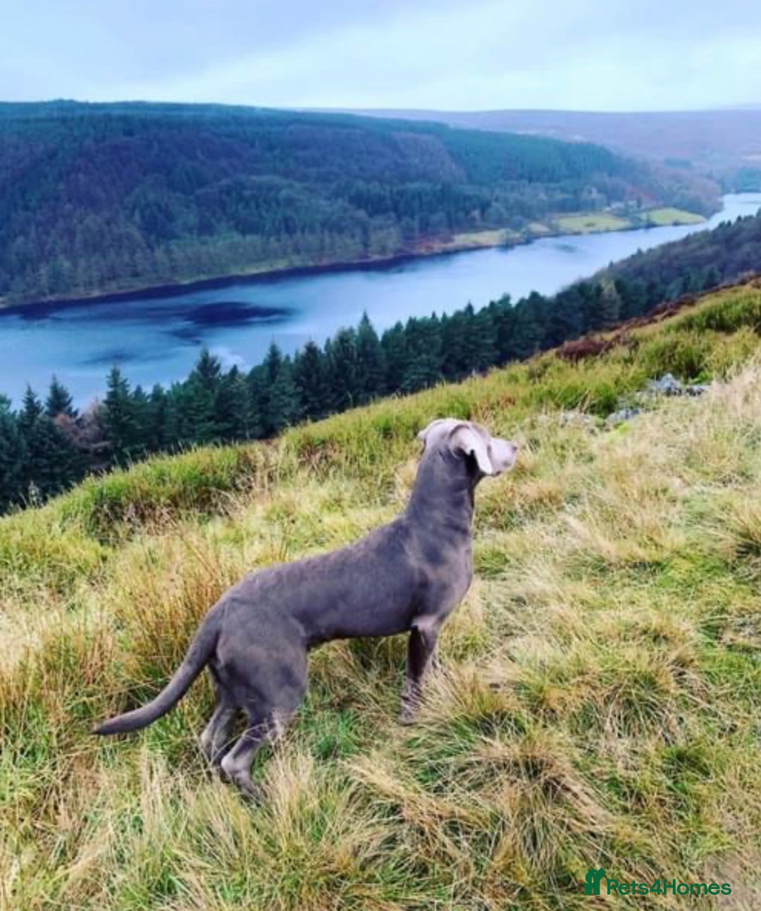 Goldador dogs for sale: Goldador Black & Golden Pups - Pets / Therapy - Image 21