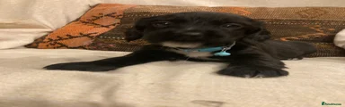 Sprocker 5: Explorer 🧭