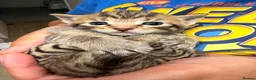 Bengal cats for sale: American Shorthair and Savannah Mix - Advert 3