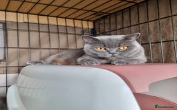 British Shorthair cats for sale: Lilac & Blue BSH Kittens Healthy GCCF Pedigree  - Image 20