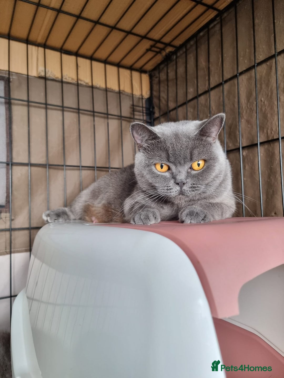 British Shorthair cats for sale: Lilac & Blue BSH Kittens Healthy GCCF Pedigree  - Image 20