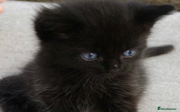Ragdoll cats for sale: RagDoll X Kittens - Image 3