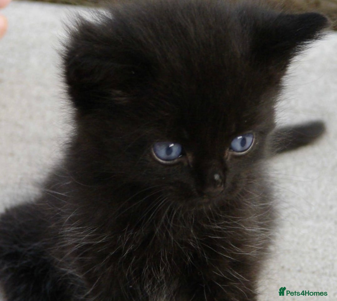 Ragdoll cats for sale: RagDoll X Kittens - Image 3