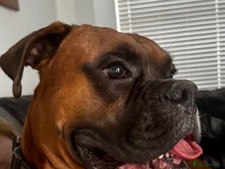 Boxer dogs for sale: A Second Chance for a Gentle Boxer - Advert 1