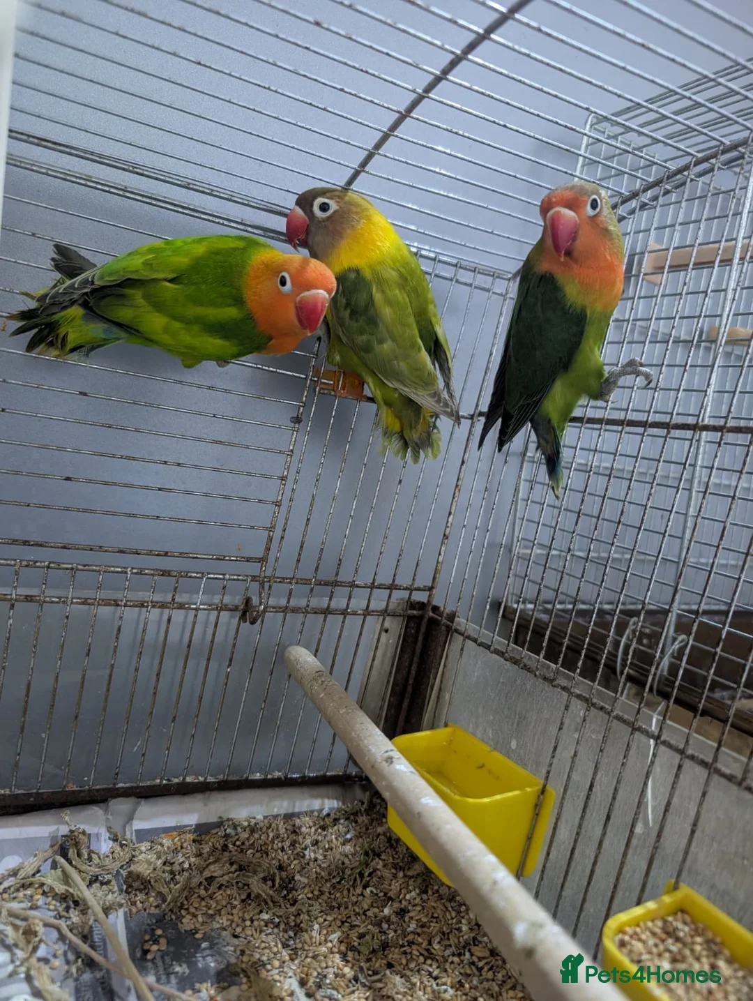 Lovebirds birds for sale: Hand Reared New Born Love Birds - Advert 25