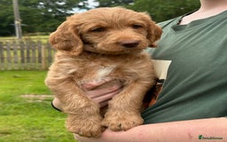 Labradoodle dogs for sale: Beautiful Puppies Ready for the Summer Holidays - Image 13