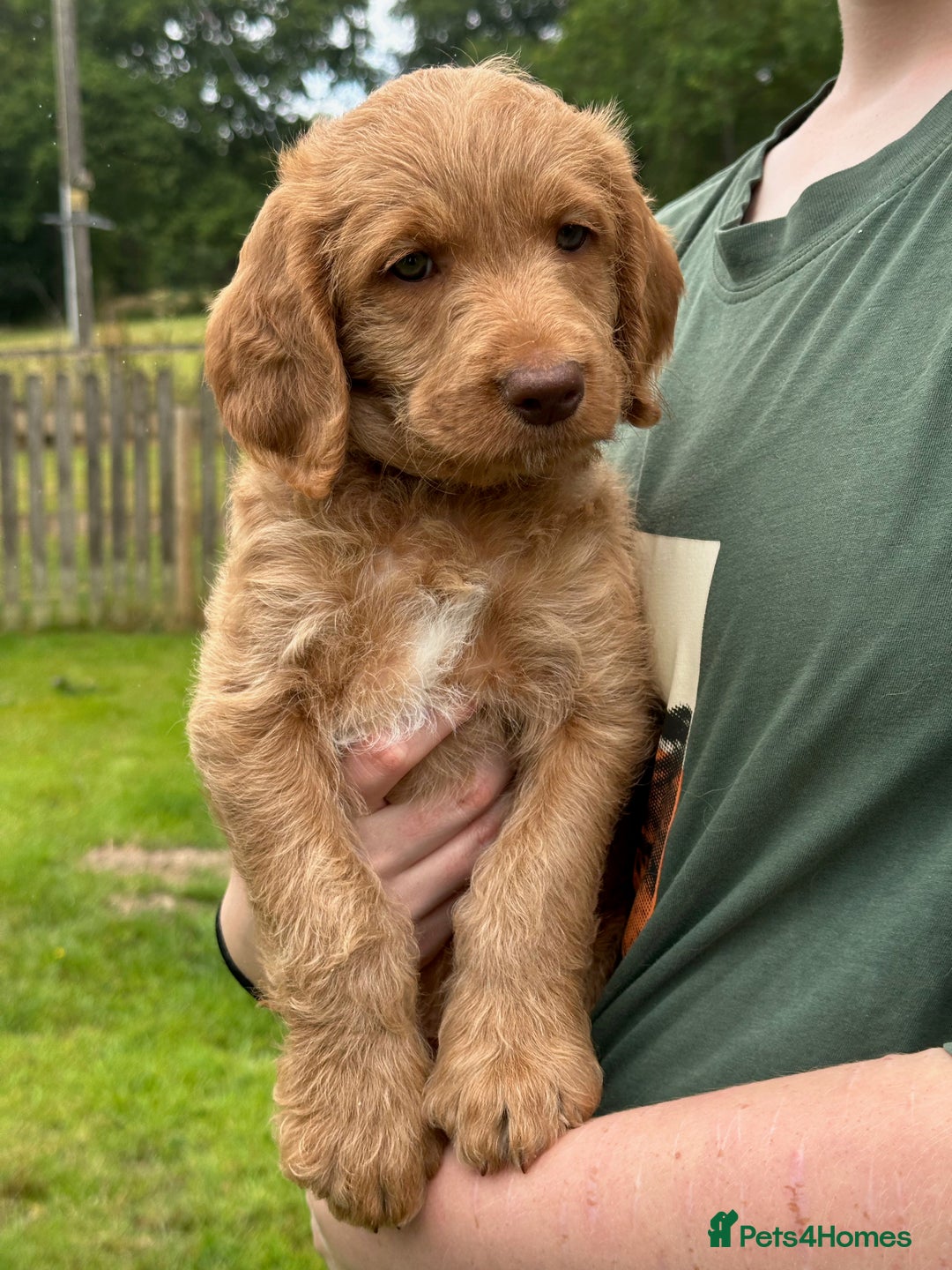 Labradoodle dogs for sale: Beautiful Puppies Ready for the Summer Holidays - Image 13
