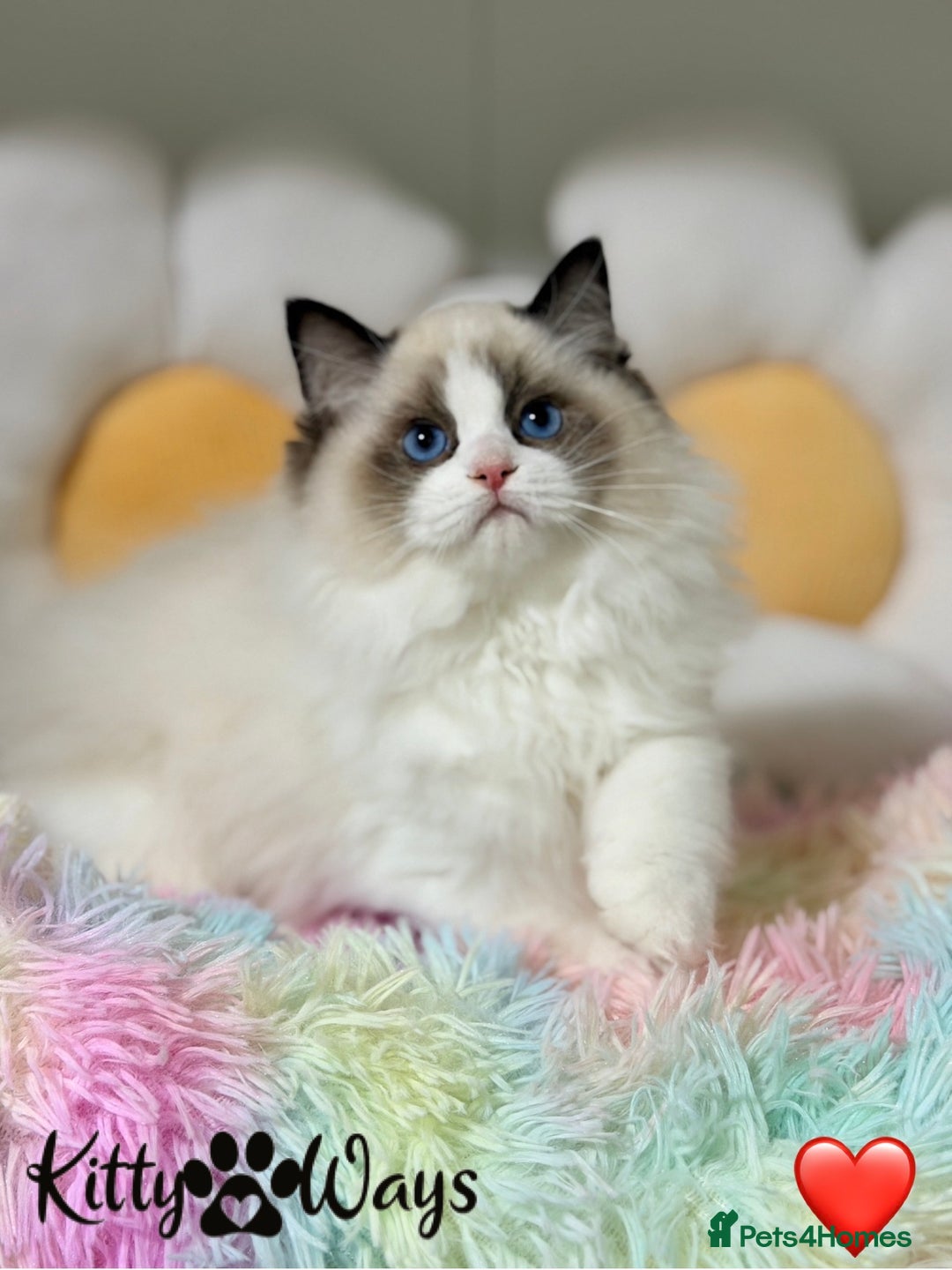 Ragdoll cats for sale: 🐾🩷TICA REG* SEAL BICOLOUR EU RAGDOLL KITTENS🩵🐾 - Advert 5