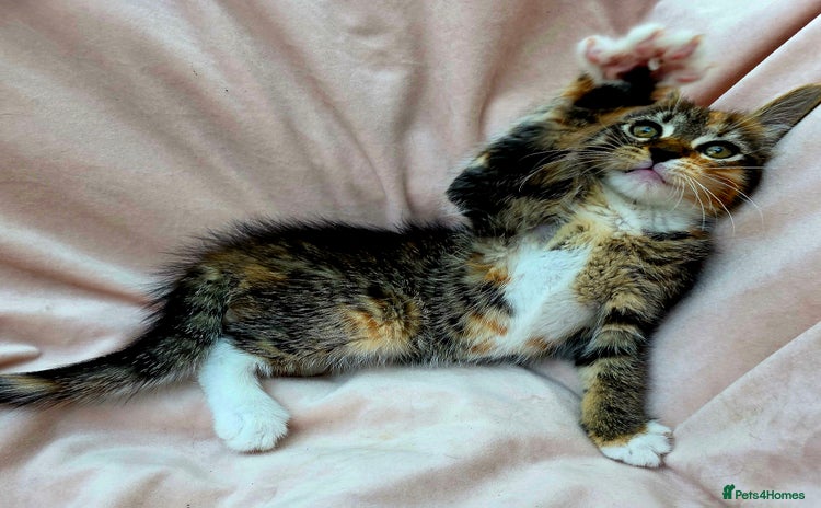 Mixed Breed cats - Advert 4