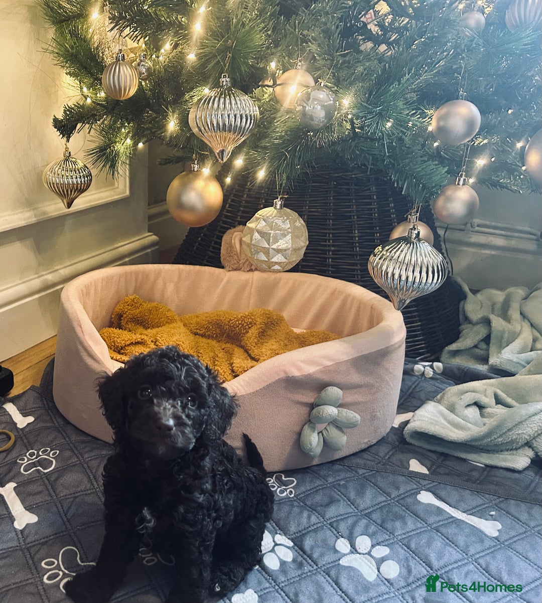 Cockapoo dogs for sale: Cockapoos ready 22.11 1 boy and 2 girls left💙🩷🩷 - Advert 25