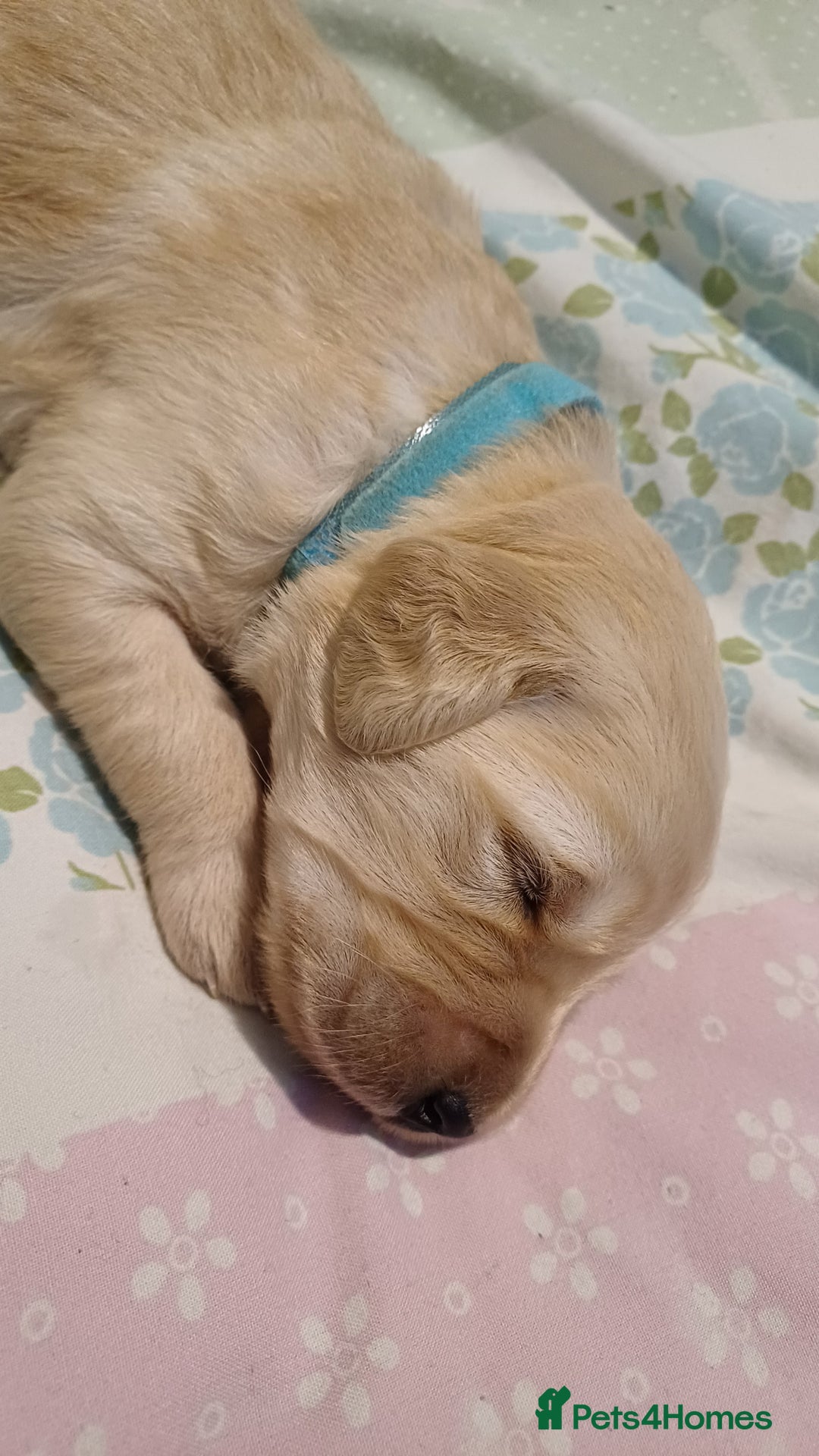 Goldendoodle dogs for sale: Goldendoodles. Family pets - Advert 22