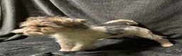 Fox Terrier dogs for sale: Fox terrier puppy’s for sale  - Advert 3