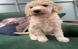 Sheepadoodle dogs for sale: Sheepadoodle Standard Size F1b READY NOW - Image 20