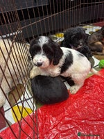 Cockapoo dogs stunning cockapoo puppies ready now 5 left - Advert 2