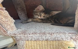 Maine Coon cats for sale: Maine coons - Image 9