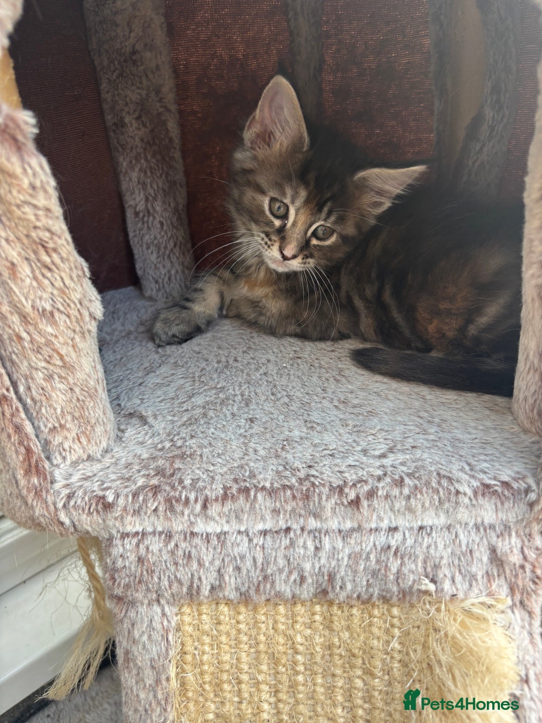Maine Coon cats for sale: Maine coons - Image 9