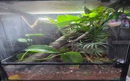 Gecko reptiles for sale: 2x female lilly white with full habistat  - Image 3