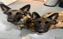 German Shepherd dogs for sale: Beautiful German Shepherd puppies  - Advert 19