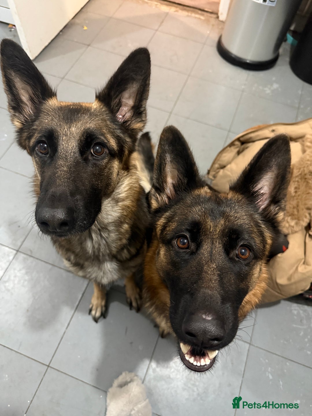 German Shepherd dogs for sale: Beautiful German Shepherd puppies  - Advert 19