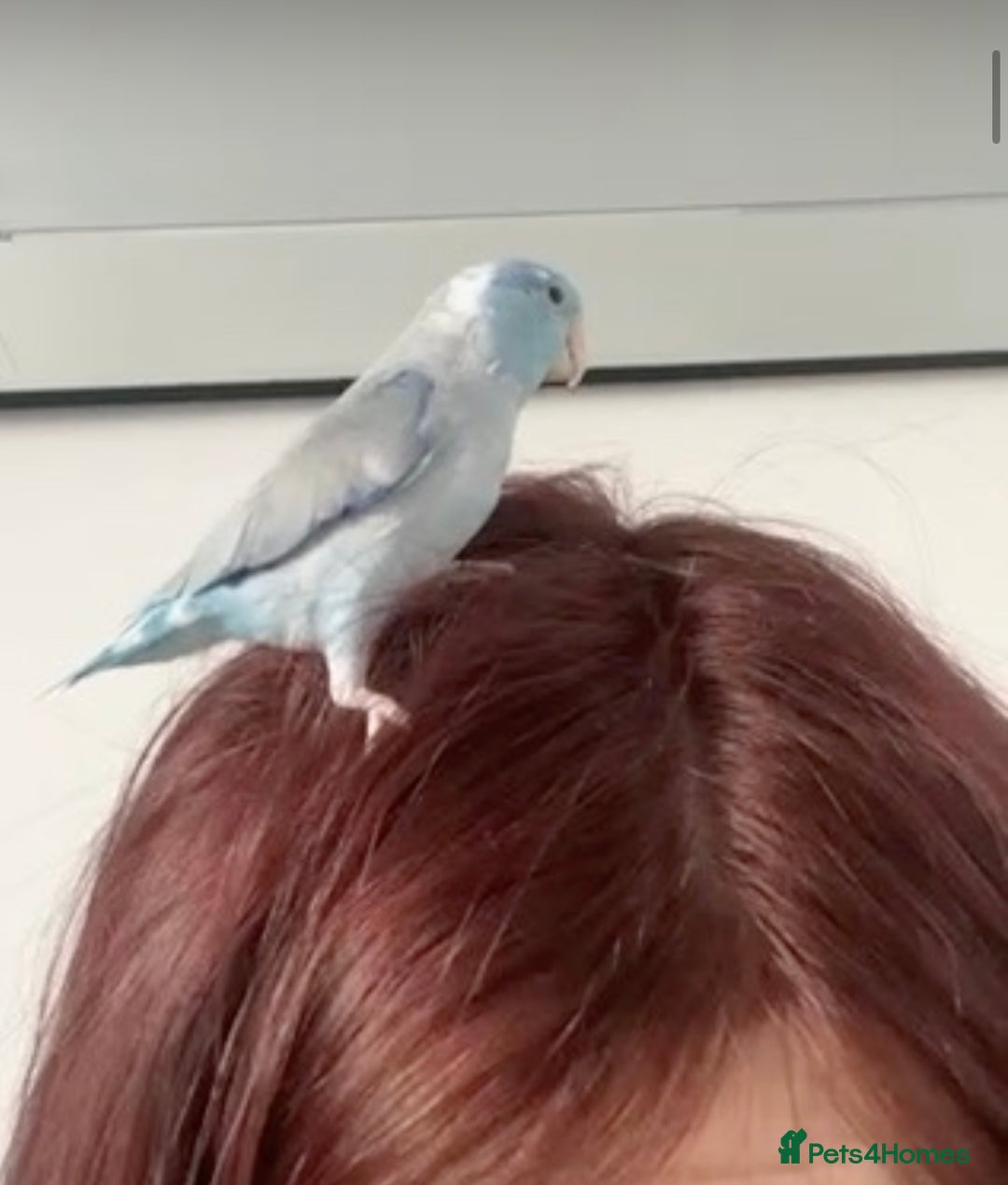 Parrots birds for sale: Parrotlet - Advert 3