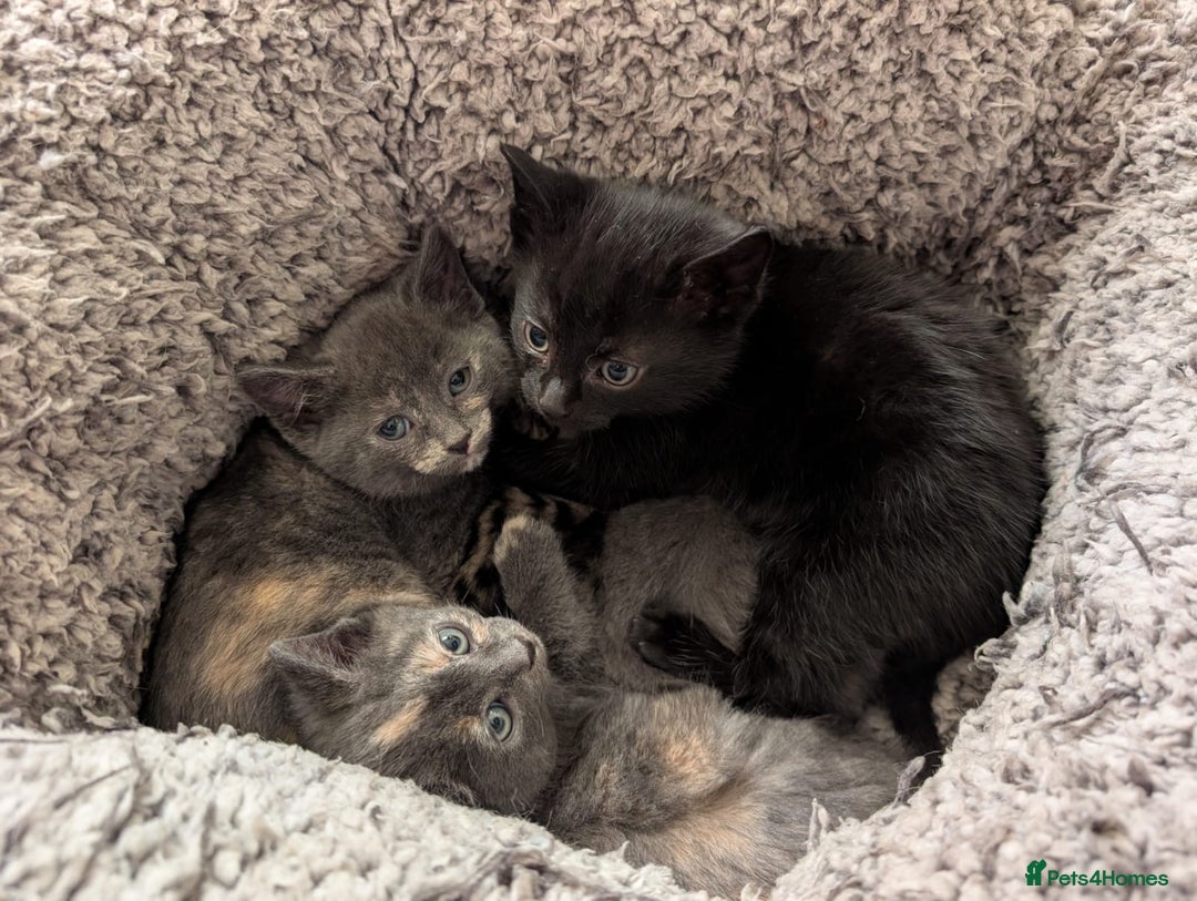 Domestic Shorthair cats for sale: Adorable domestic shorthair kittens, ready to go - Advert 7