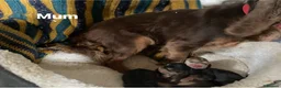 Cocker Spaniel dogs for sale: ⚡️Beautiful Show-Type Cocker Spaniel Puppies⚡️ - Advert 6