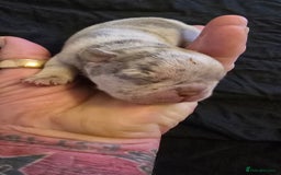 French Bulldog dogs for sale: FRENCH BULLDOG ** - Image 16