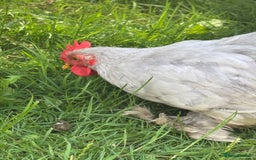 Chickens poultry for sale: Lavender pekin bantams  - Image 2