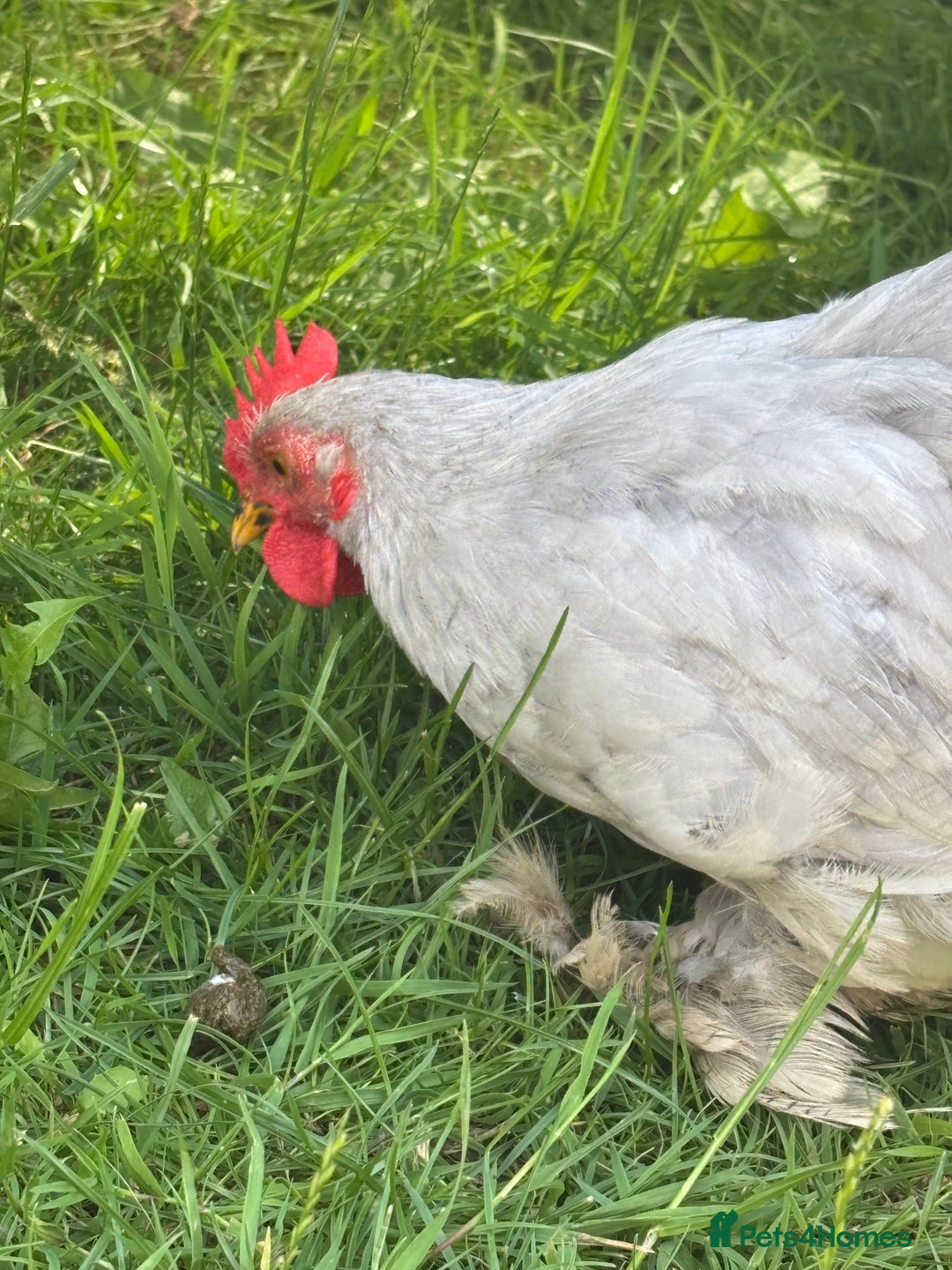 Chickens poultry for sale: Lavender pekin bantams  - Image 2