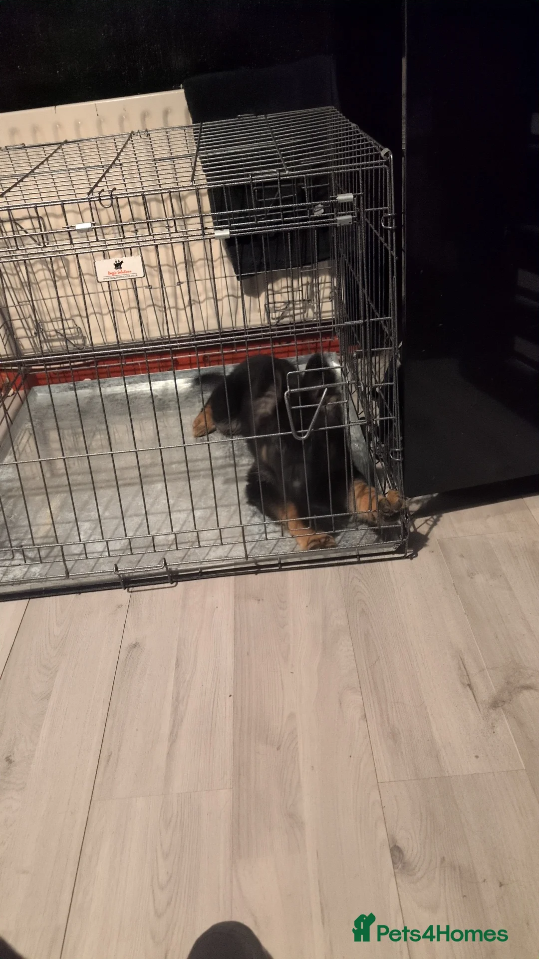 German Shepherd dogs for sale: Gorgeous German Shepherd puppy - Advert 4