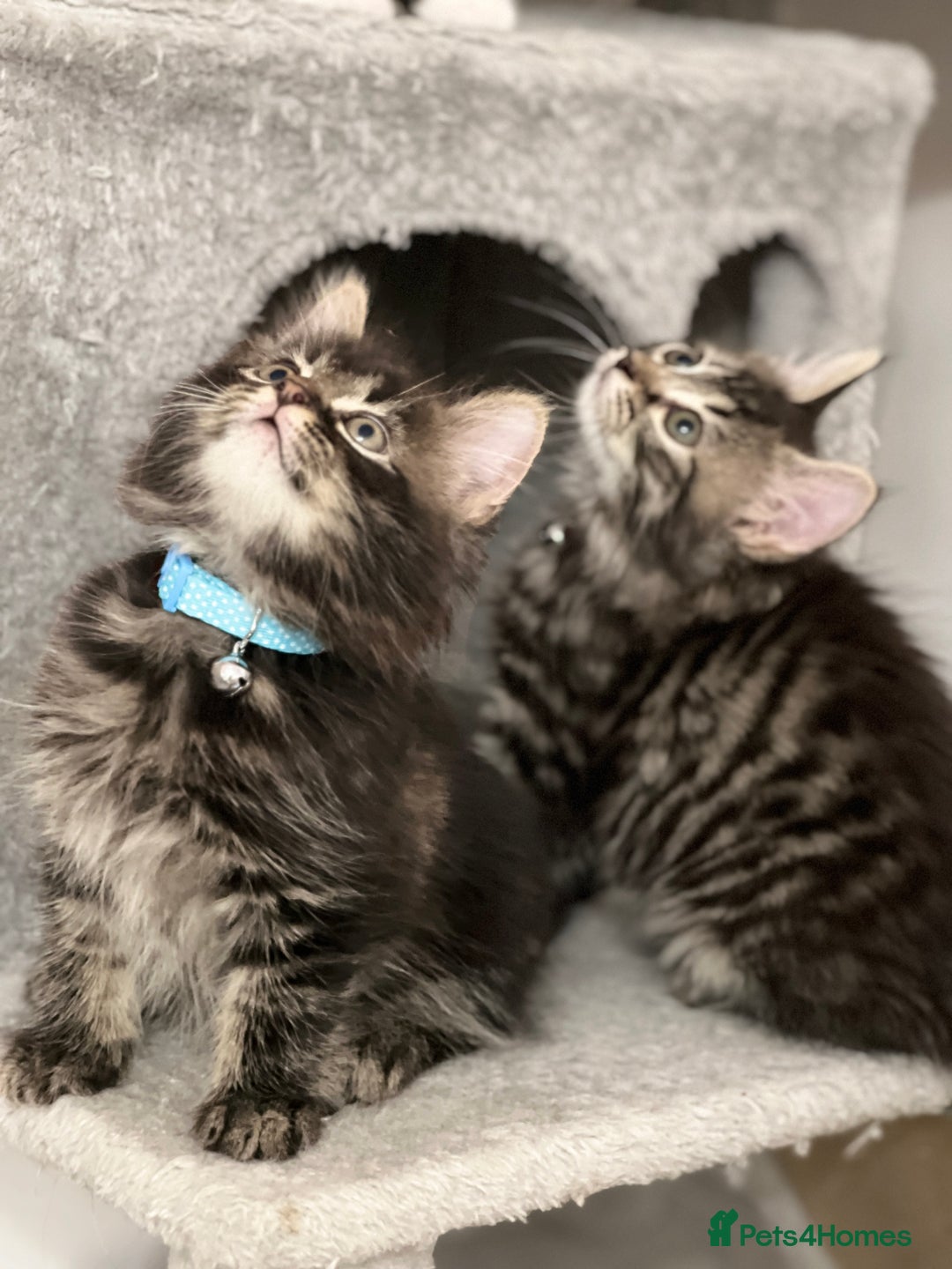 Mixed Breed cats for sale: Ready Now 2male and 1female Left - Advert 4