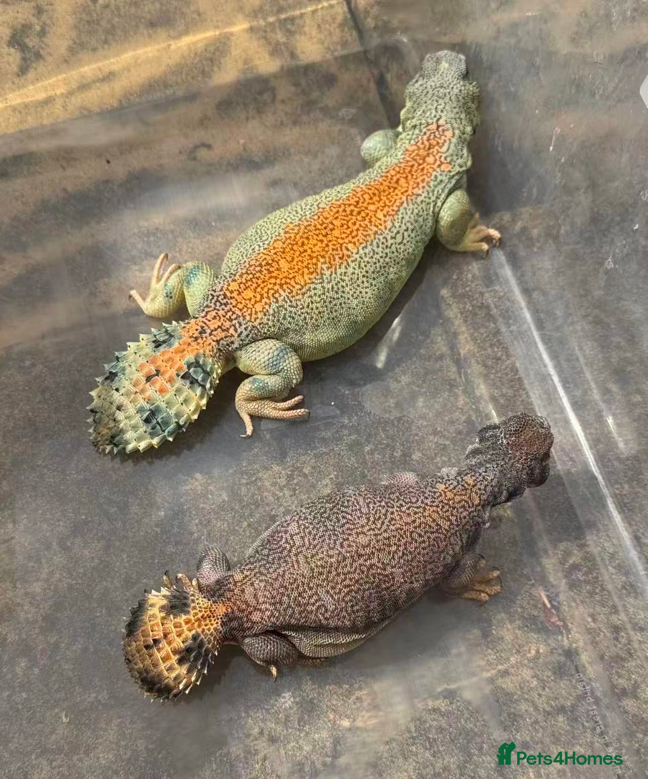 Lizard reptiles Pair uromastyx thomasi Male and Femal - Advert 17