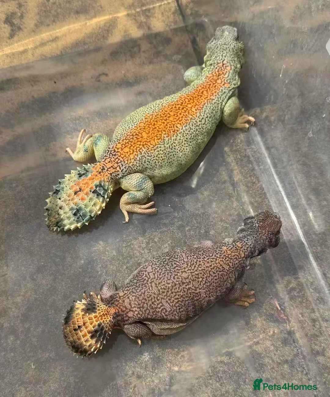Lizard reptiles for sale: Pair uromastyx thomasi Male and Femal in London - Advert 1