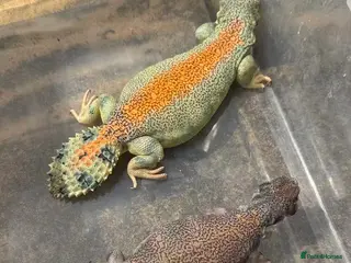Lizard reptiles Pair uromastyx thomasi Male and Femal - Advert 17