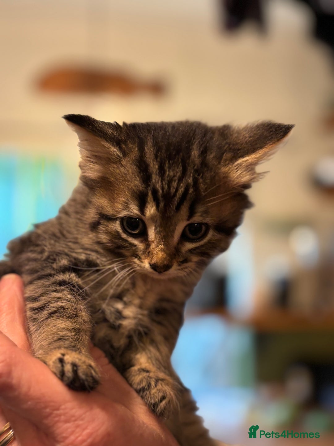 British Shorthair cats for sale: Friendly and beautiful kittens - ready now  - Image 21