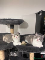 British Shorthair cats 💖Rare Colors British Shorthair Kittens💖 - Advert 2