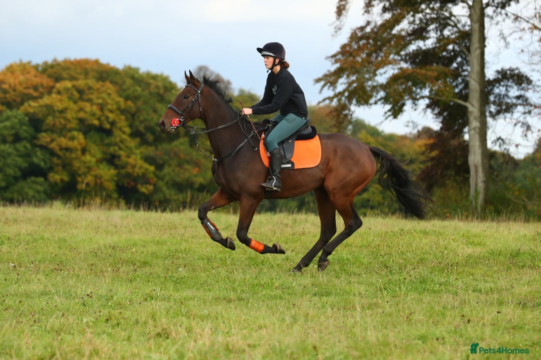 English Thoroughbred horses for sale: Smart hunter for sale - perfect mother/daughter - Image 10