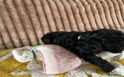 Cockapoo dogs for sale: Cockapoo f1  - Image 2