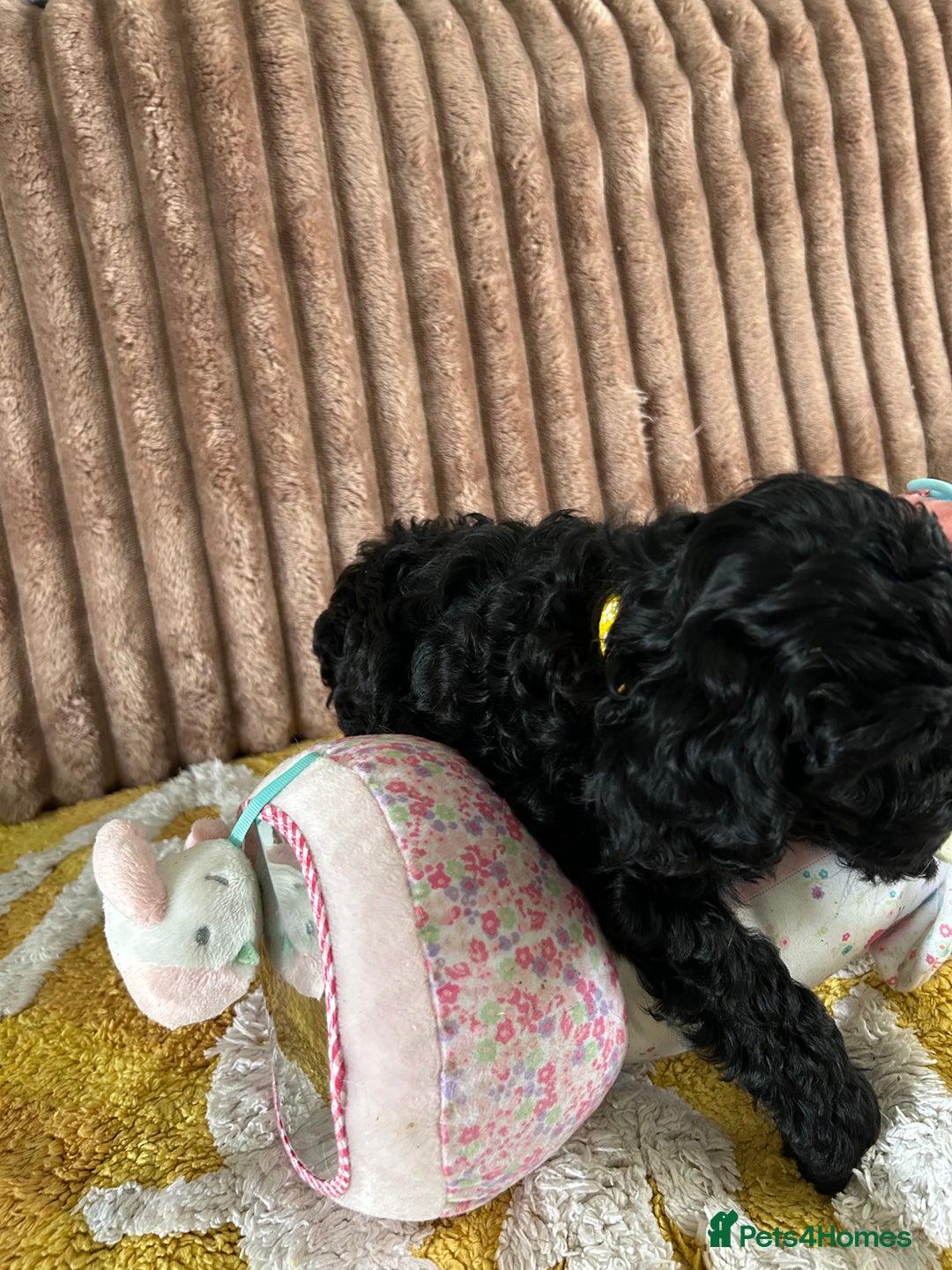 Cockapoo dogs for sale: Cockapoo f1  - Image 2