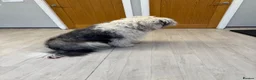 Old English Sheepdog dogs for stud: ollie - Advert 1