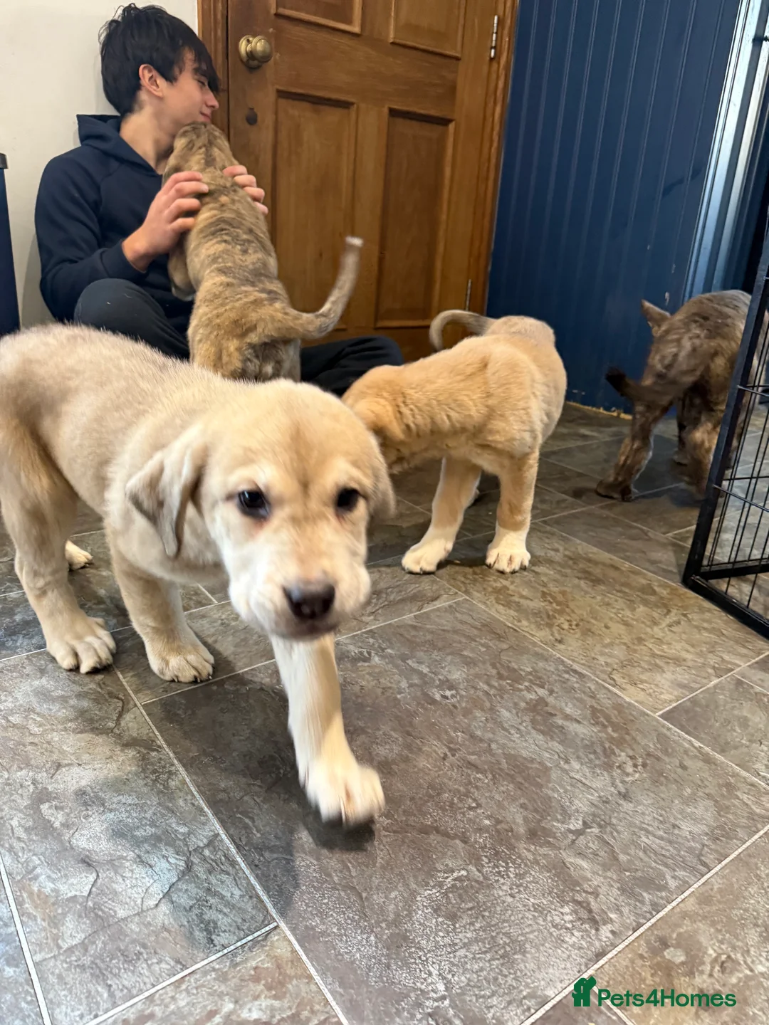 Mastiff dogs for sale: Registered Spanish mastiff puppies  - Advert 27